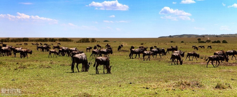 ұ(Masai Mara National Reserve)ұȫܻӭĹҹ԰ռ 1800ƽ̹ɣǵ׸ҹ԰