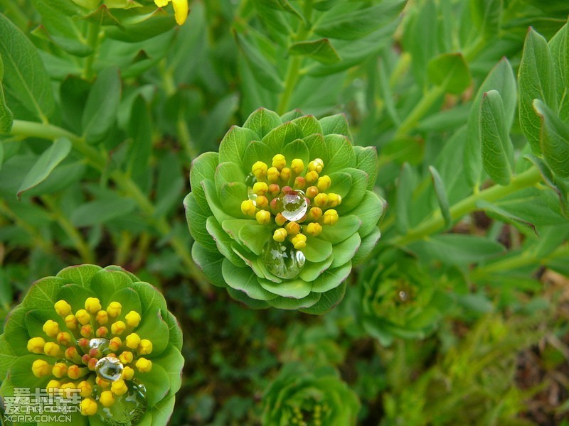 竖日登玉龙大索道,阴雨,无什可表,仅表花草一幅