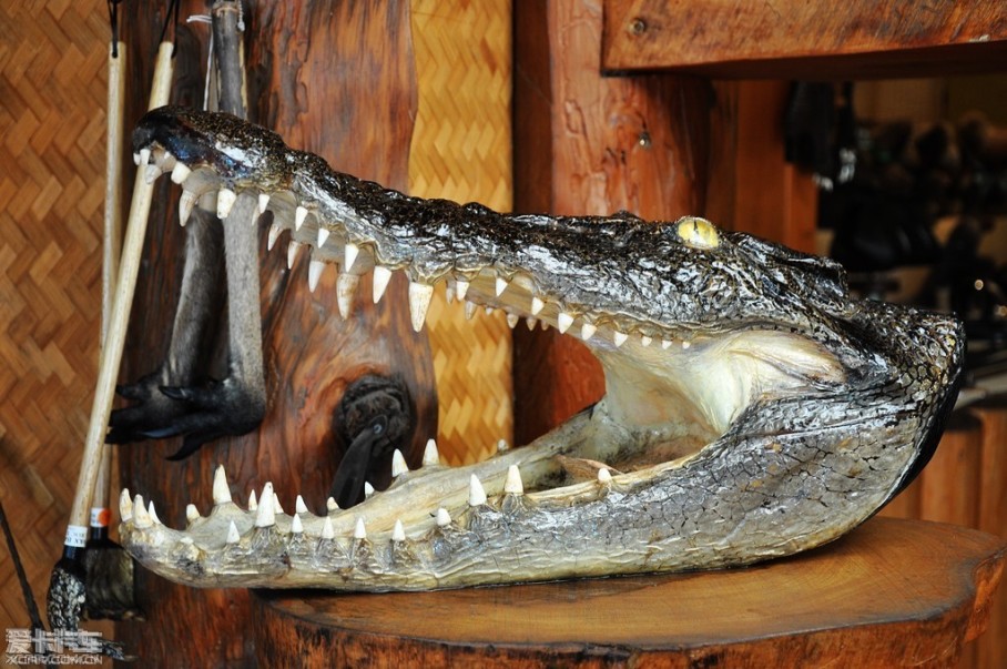 库兰达山顶的鳄鱼头骨.